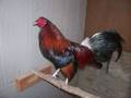 GALLOS DE PELEA
