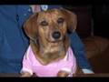 Dachshund tells story about her pictures