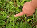 Grass can eat!! Please read description before watching. Grass can eat!! Please read description before watching.