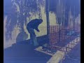 giulio e il gatto giulio e il gatto