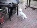 Blind Dog Cure