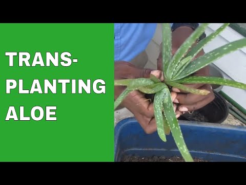 how to transplant an aloe plant