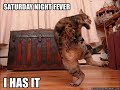Dancing Cats...