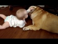 10 Month old baby playing with Victorian Bulldog. Victorian Bulldog