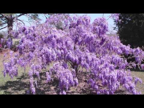 how to grow wisteria