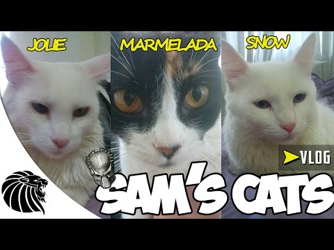 VLOG DO DIA: SAM'S CATS