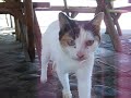 el gatonejo salvadore�o