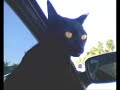 PEA - GATO PRETO � TUDO DE BOM!