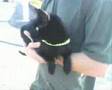 PEA - GATO PRETO É TUDO DE BOM!