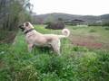 ZORBA TÜRK ÇOBAN KÖPEĞİ