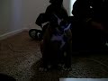 confused boxer puppy