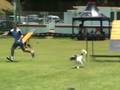 videos de Hermann e Boris
