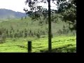 jawa timor