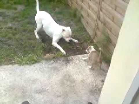 dog argentin