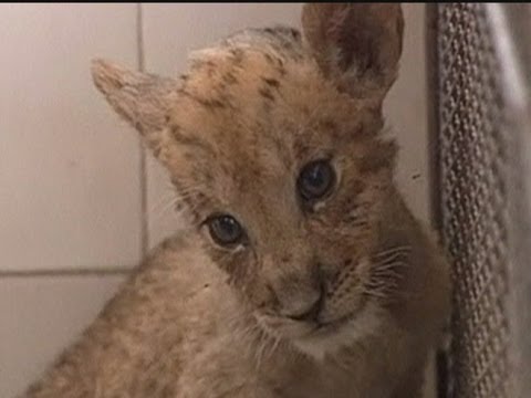 tigon