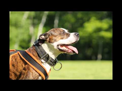 amstaff