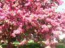 Front yard in spring Front yard in spring