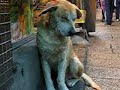Dozing dog in Taiwan