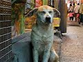 Dozing dog in Taiwan