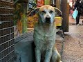 Dozing dog in Taiwan