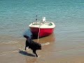 WalneyDog Days #1