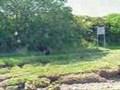 WalneyDog Days #1