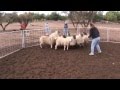 videos de Keen's 1st Time Herding