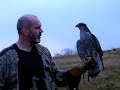 Mclewis 15yr old Goshawk free flying Mclewis 15yr old Goshawk free flying