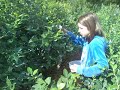 Blaubeeren ablesen (IV/IV) Blaubeeren ablesen (IV/IV)