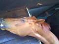 Blowing a horse!!!