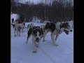 Dogsledding in Norway