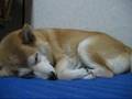 いびき柴犬