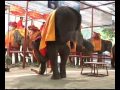 Elephant camp controversy
