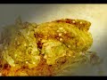 Chinbaa - Jalam Khar, Jalam Har, Black Equis Music Video Chinbaa - Jalam Khar, Jalam Har, Black Equis Music Video