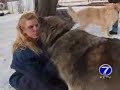 Wolf-Dogs Banned