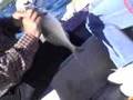 �E�MEDE ��PURA KATL�AMI