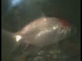 peixes japoneses ornamentais.(AQUARIOFILIA) 