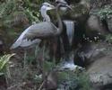 Heron Visits Garden in Bearsden Glasgow
