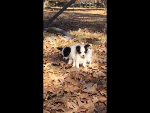 AKC Bellas Boy 2 Papillon