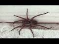Another Giant Garage Spider