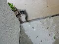 walking catfish
