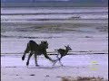 Fast and Furious: Cheetah Cub vs. Gazelle