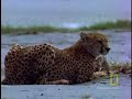 Fast and Furious: Cheetah Cub vs. Gazelle