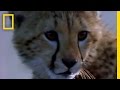 Fast and Furious: Cheetah Cub vs. Gazelle