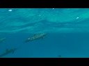 Egypt Marsa Alam - Dolphins at Shaab Marsa Alam