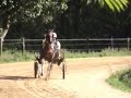 Grace, 2 yr old skewbald filly, workout Grace, 2 yr old skewbald filly, workout