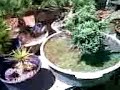 bonsai casca grossa