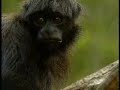 Pacaya-Samiria, Peru - The Nature Conservancy