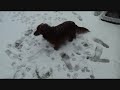 Shana découvre la neige.wmv Shana découvre la neige.wmv