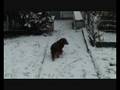 videos de Shana découvre la neige.wmv